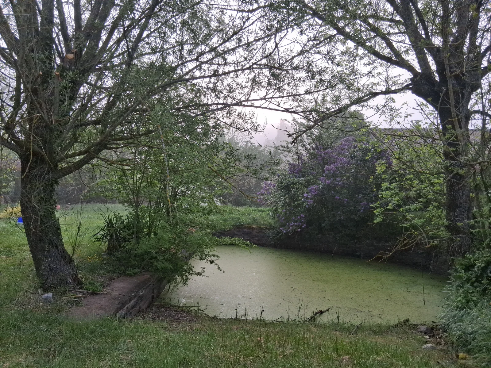 Teich